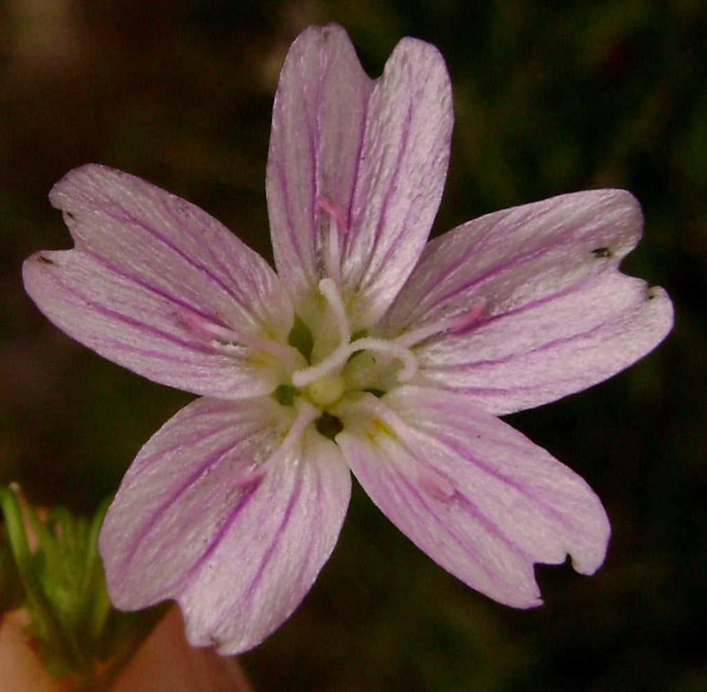 Woodland Claytonia Sibirica Seeds
