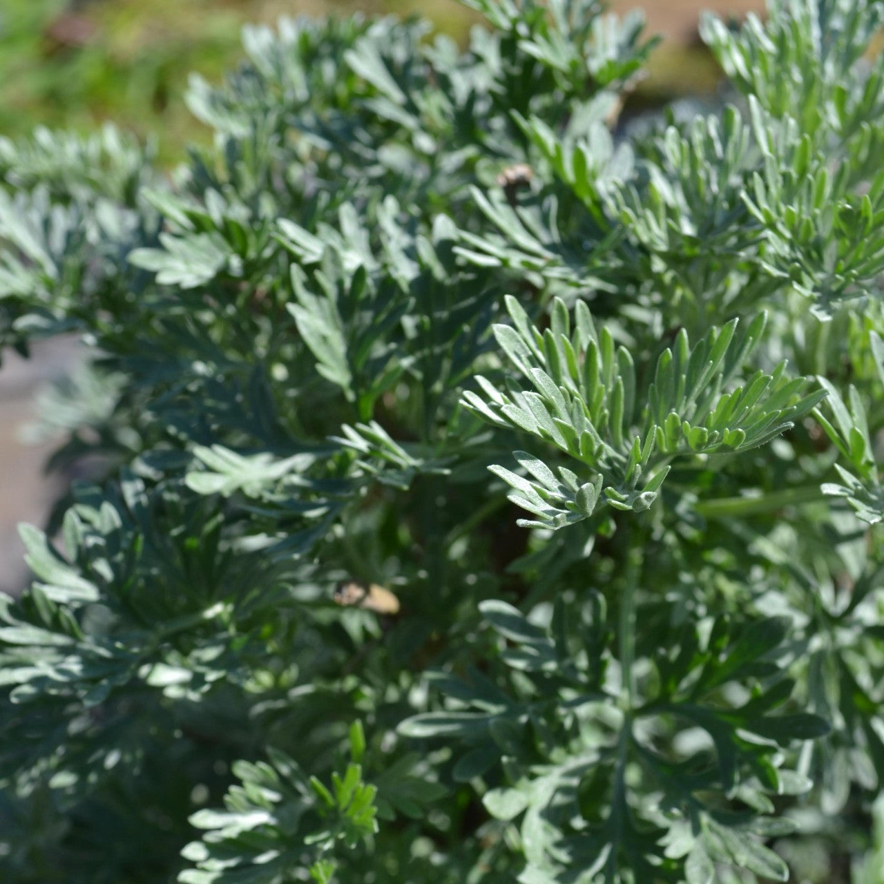 Absinthe Plant Seeds - Perfect For Planting Seeds