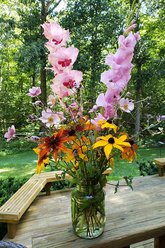 Gladiolus mic Flower Planting Seed for Plantings for Planting for Vibrant Garden Blooms Heirloom Non-GMO Seeds