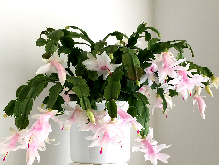 Light Pink Schlumbergera Flower seeds for Planting - Wildflower Mix, Heirloom & GMO Free Seeds for Home Garden
