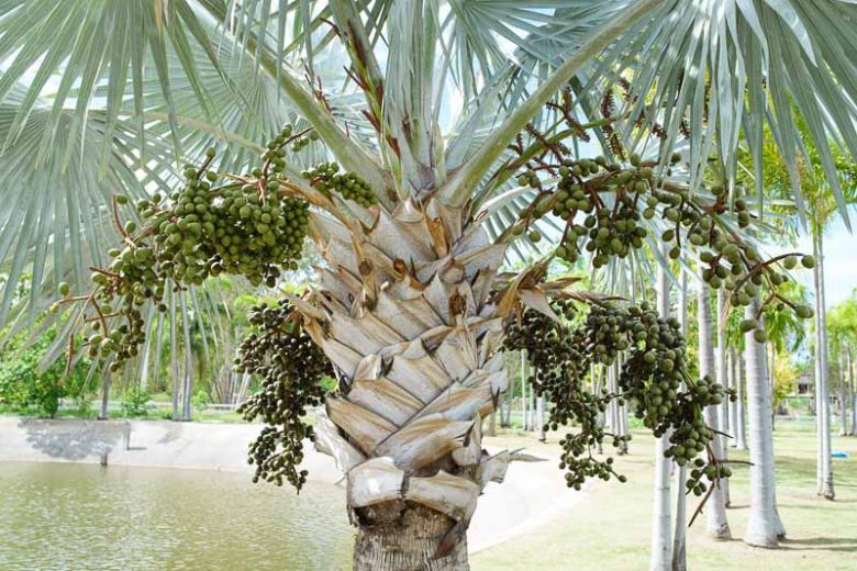 Bismarck Palm Seeds Bismarckia Nobilis Low Maintenance Showy Evergreen Drought Tolerant Bed Border Outdoor