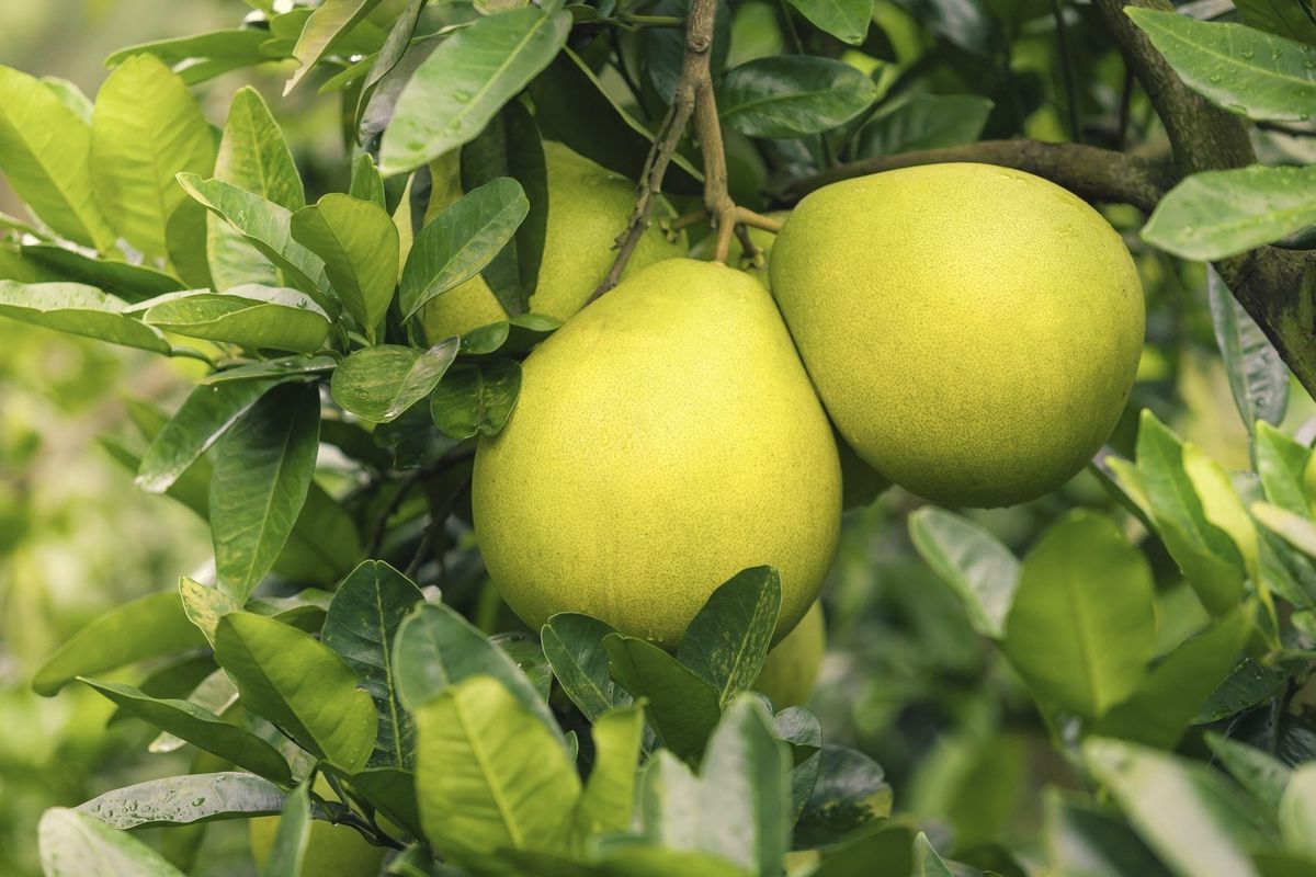 Yellow Mini Pummello Fruit Seeds for Planting