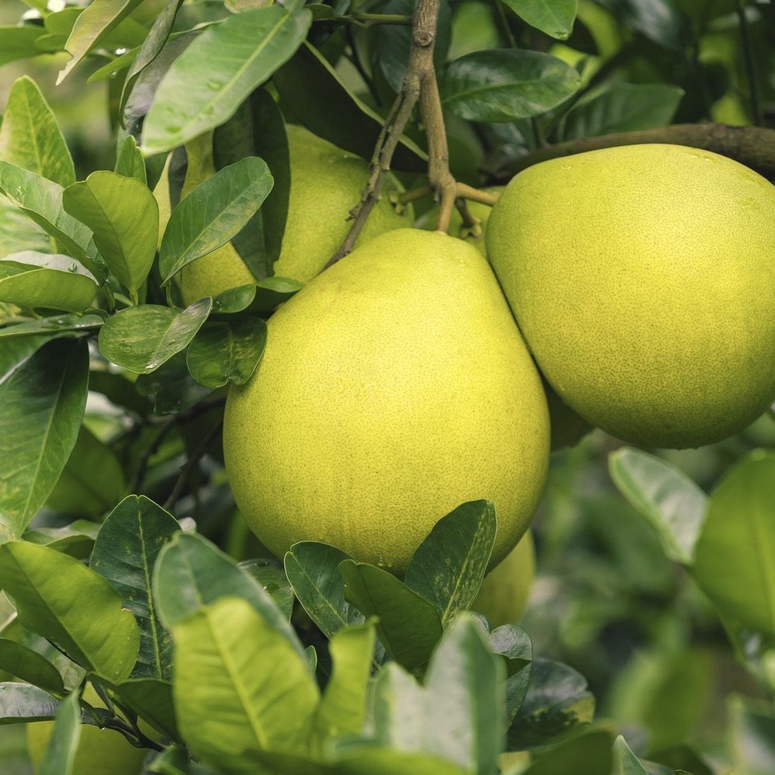 Yellow Mini Pummello Fruit Seeds for Planting