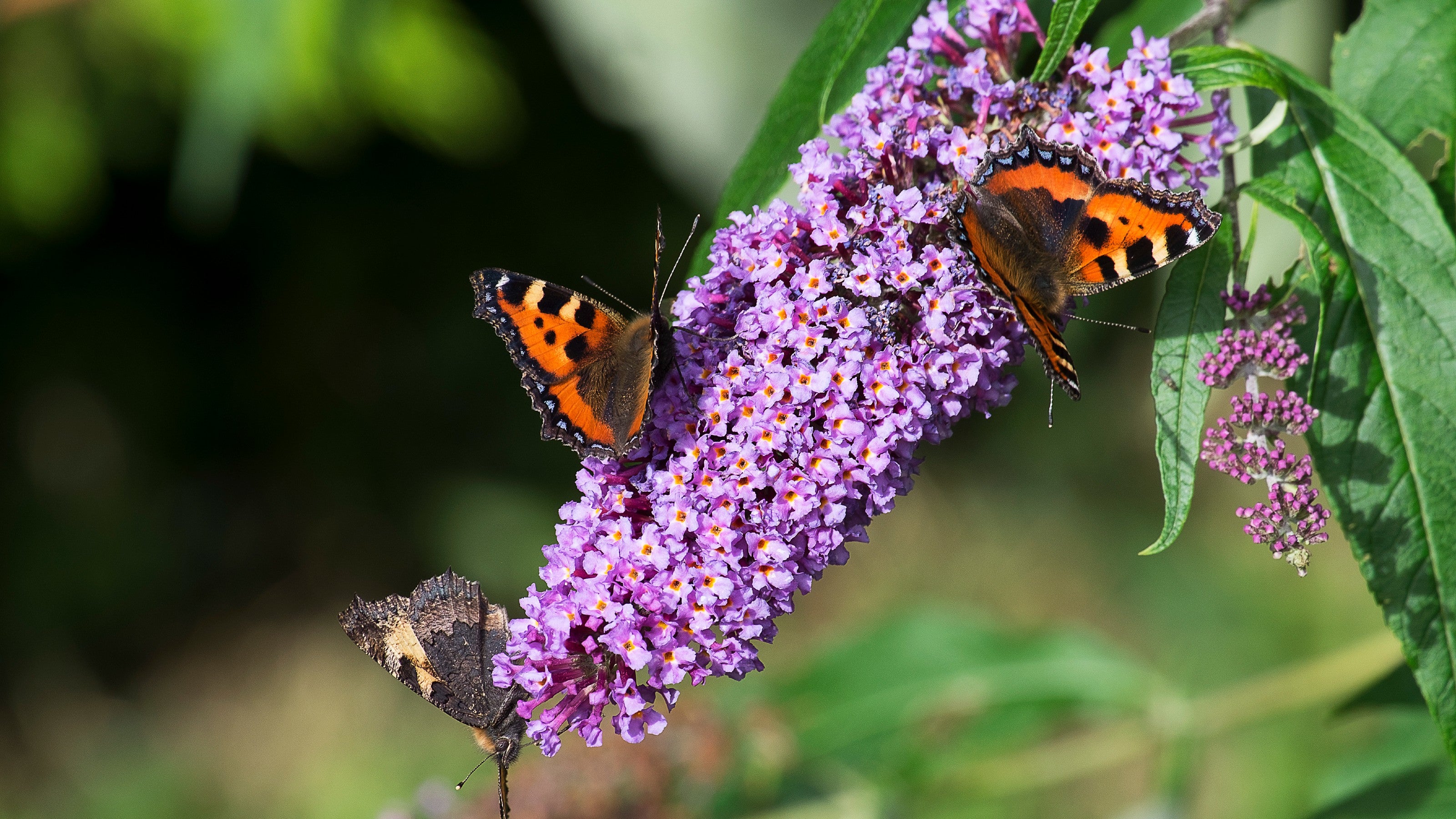 Pink Buddleia Davidii Flower seeds for Planting - Colorful Display, Heirloom & GMO Free Seeds for Home Garden