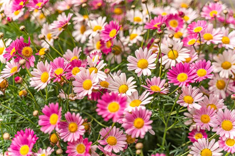 Mixed Argyranthemum Flower seeds for Planting - Cut Flower Favorite, Heirloom & GMO Free Seeds for Home Garden
