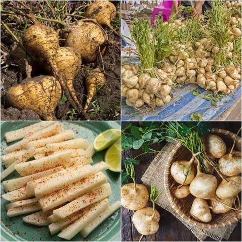 Pachyrhizus Vegetable Seeds for Planting