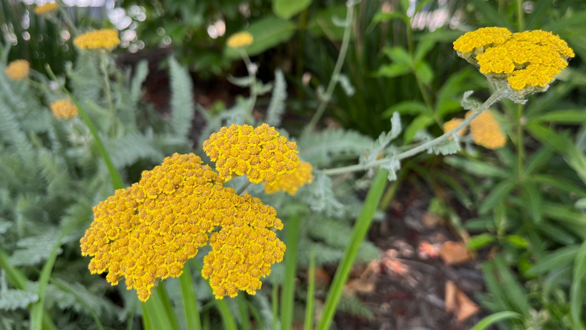 Yarrow Planting Guide – How to Grow Bright Yellow Yarrow Seeds