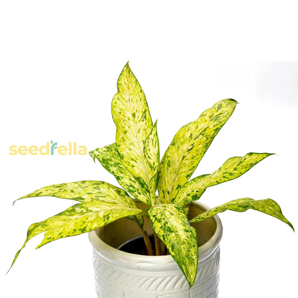 Yellow Aglaonema Plant Seeds Planting Guide Seeds