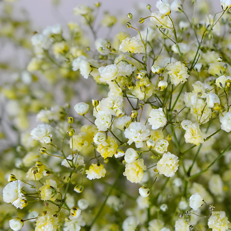 Light Yellow Gypsophila Flower seeds for Planting - Vibrant Colors, Heirloom & GMO Free Seeds for Home Garden