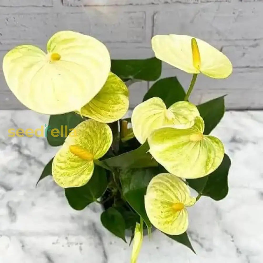 Yellow Anthurium Flower Seeds - Perennial For Indoor & Outdoor Planting