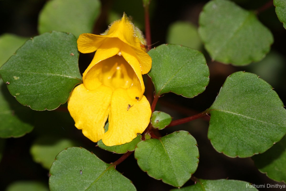 Yellow Balsam Flower Seeds for Planting