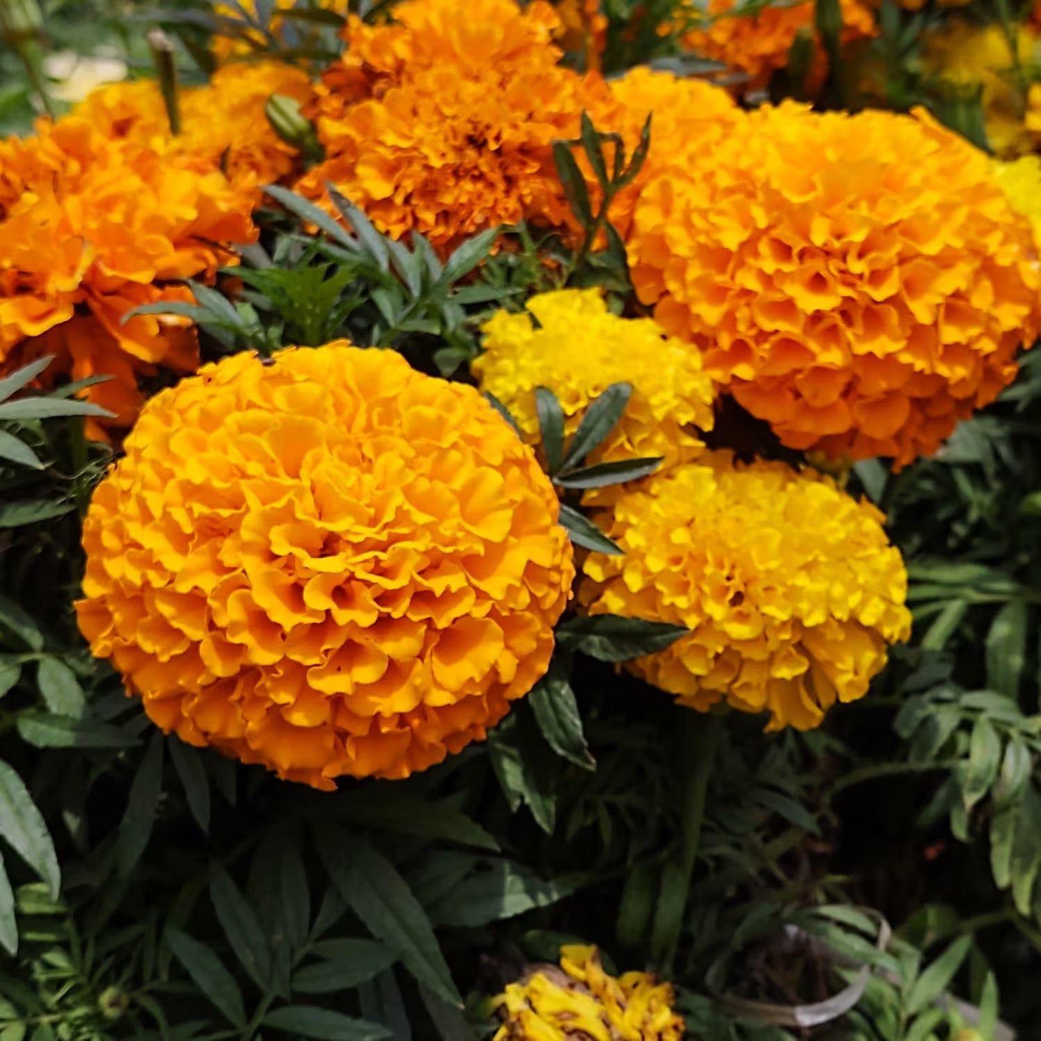 Dark Yellow Carnation Flower Seeds for Planting Shade Tolerant Heirloom & GMO Free Seeds for Home Garden
 
 Sale