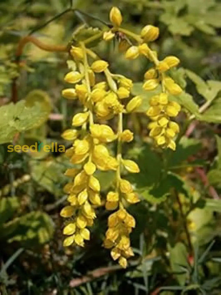 Yellow Chiastophyllum Seeds For Planting - Vibrant Flowering Plants Plant Seeds