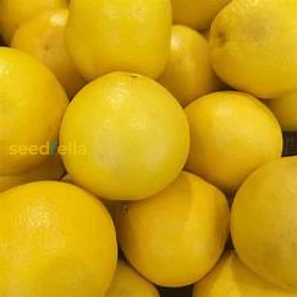 Yellow Citrus Fruit Planting Seeds Plant Seeds