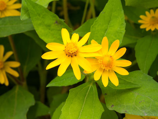 Lemmonii Flower seeds for Planting - Bright Blooms, Heirloom & GMO Free Seeds for Home Garden