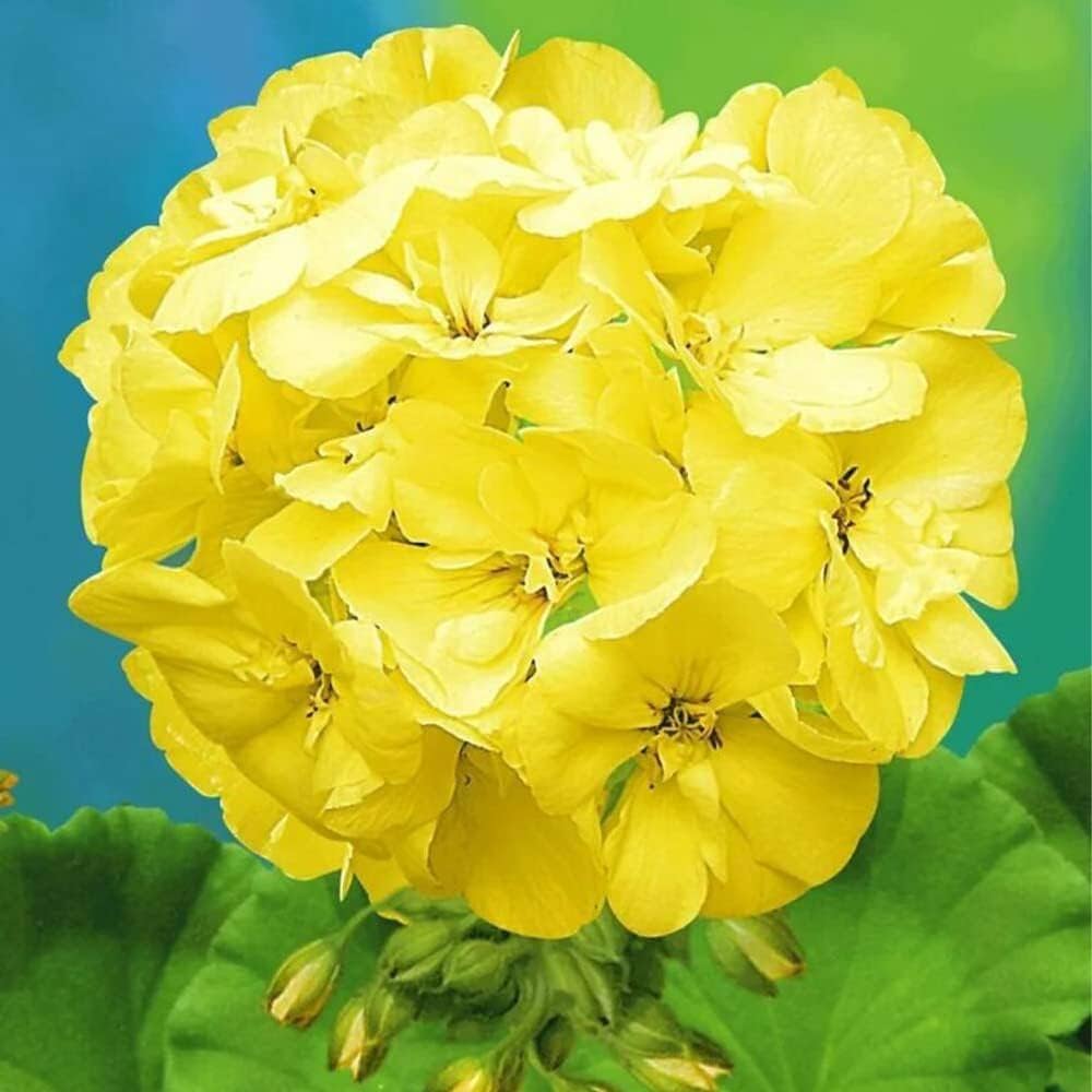 Yellow geranium seeds for planting