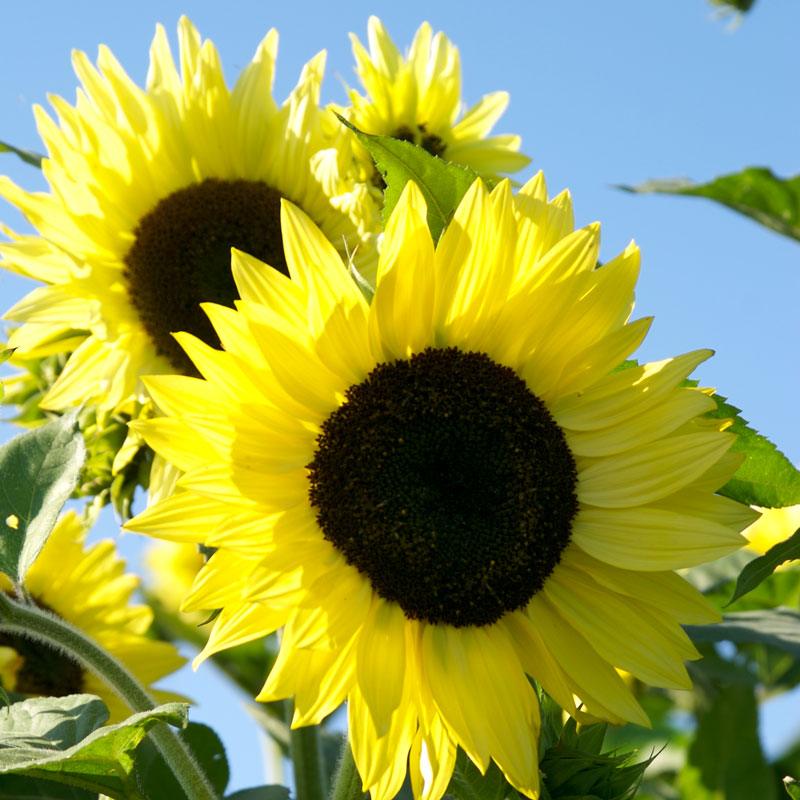 Yellow Lemon Sunflower Seeds for planting