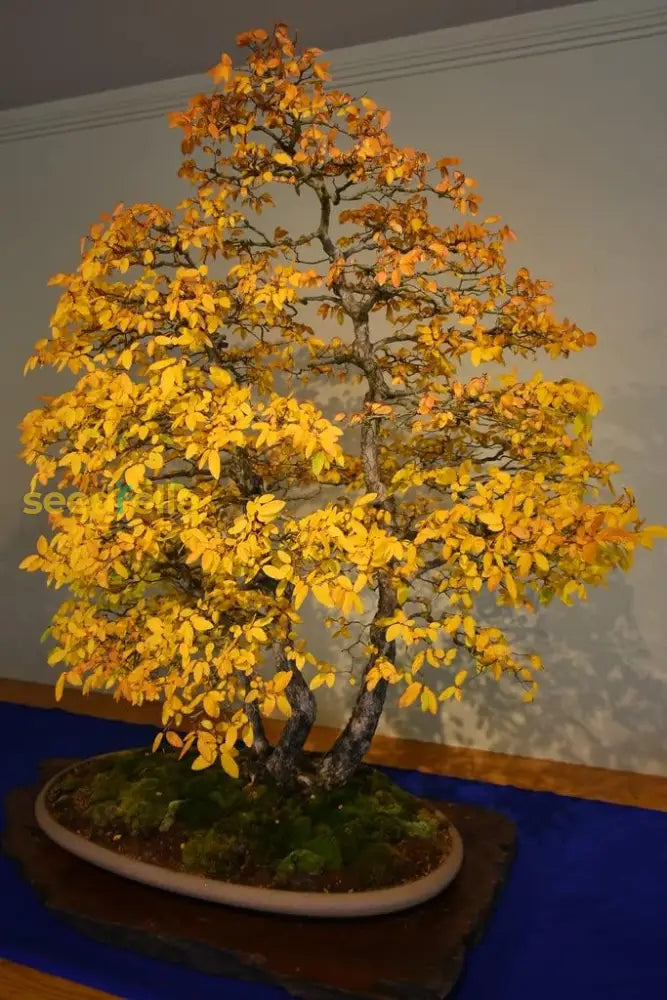 Yellow Maple Seeds For Bonsai Planting  Grow Your Own Tree! Plant Seed