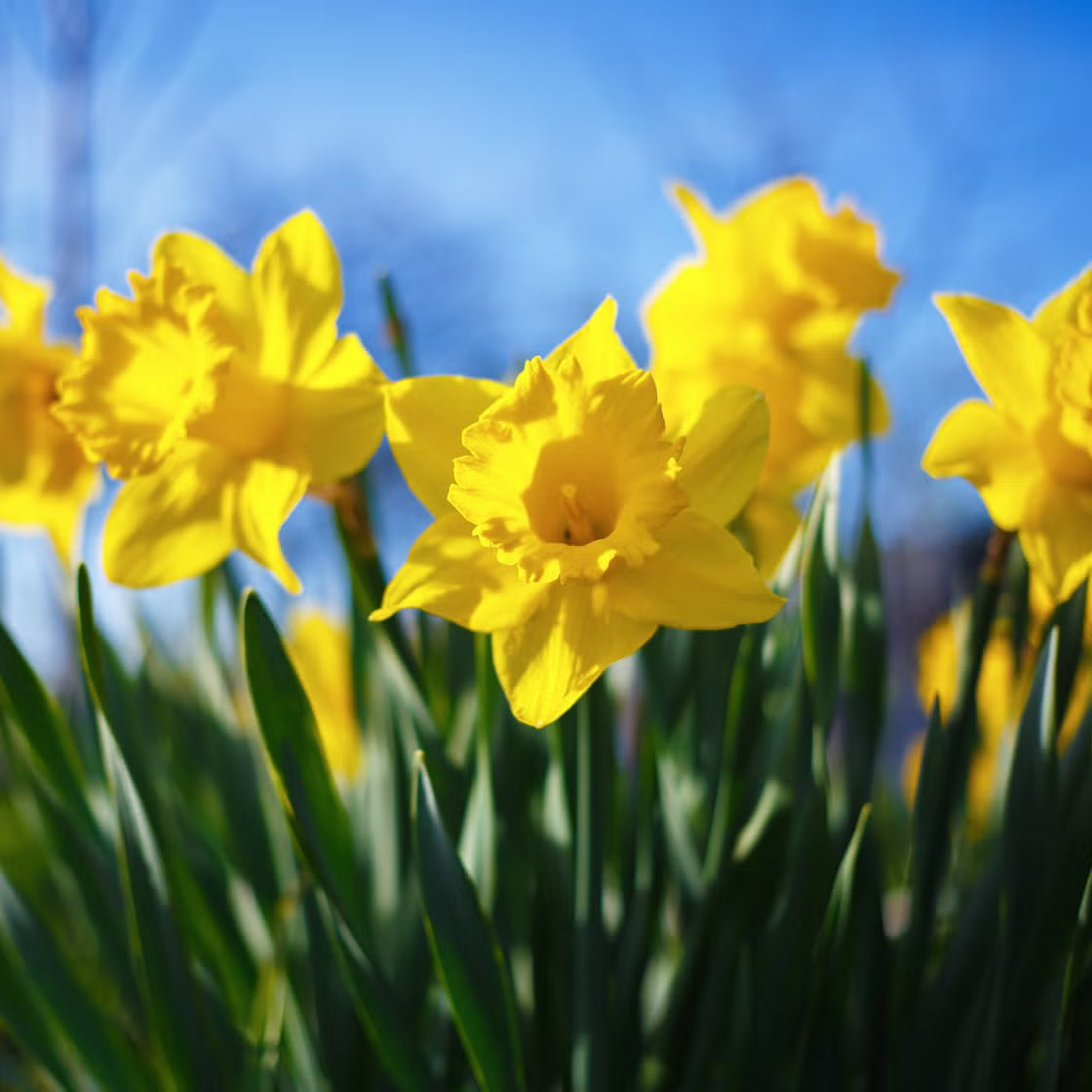 Yellow Red Double Narcissus Flower Seeds for Planting Fragrant Blossoms Heirloom & GMO Free Seeds for Home Garden
 
 Sale