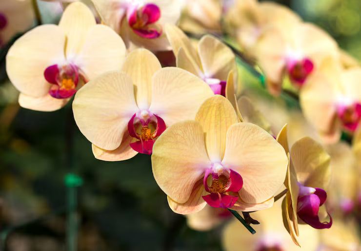 Cream Phalaenopsis Orchid Flower seeds for Planting - Bright Blooms, Heirloom & GMO Free Seeds for Home Garden