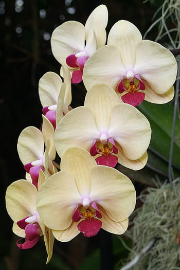 Cream Phalaenopsis Orchid Flower seeds for Planting - Bright Blooms, Heirloom & GMO Free Seeds for Home Garden