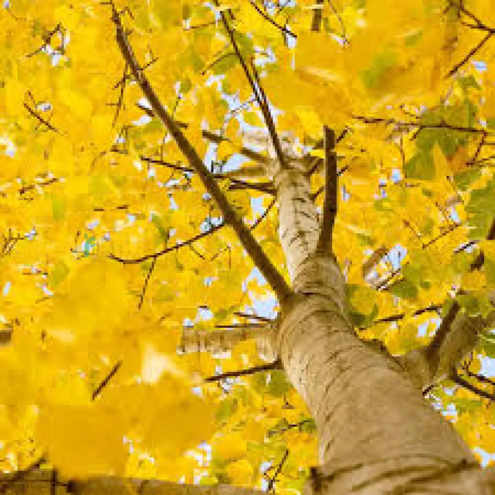 Yellow Quaking Aspen Tree Planting - Seeds For Vibrant Growth And Beautiful Landscapes