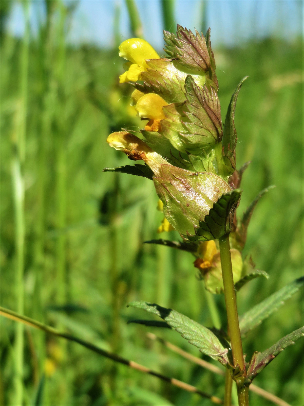 Rhinanthus Seeds – Yellow Rattle Plant Seeds for Gardening and ...