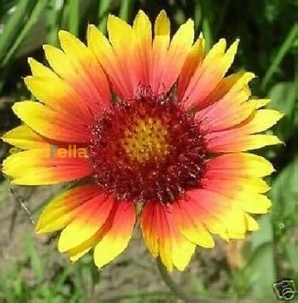 Yellow Red Aristata Flower Seeds For Garden Planting  Vibrant Blooms