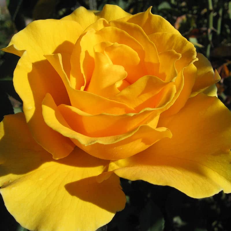 Yellow Unique Rose bush with lush foliage