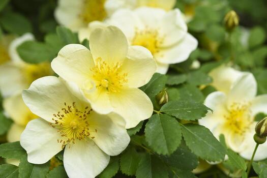 Yellow Xanthina Flower Seeds Planting Guide