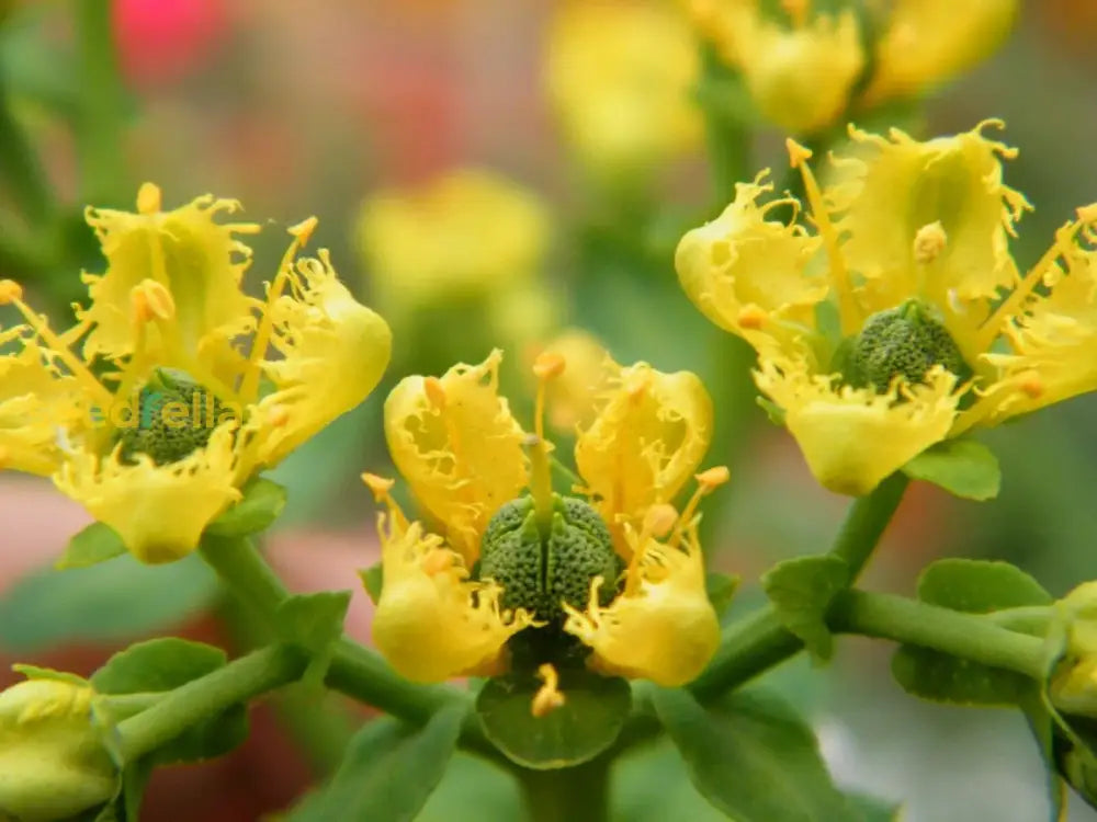 Yellow Ruta Graveolens Flower Planting Seeds  Brighten Your Garden With Vibrant Flowers