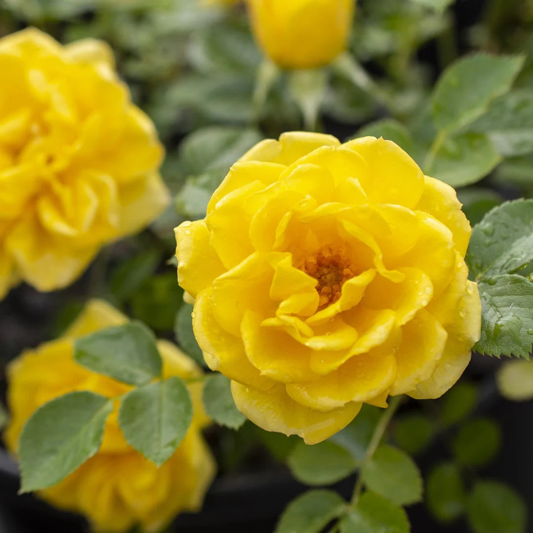 Yellow Sunblaze Miniature Rose for Planting NonGMO Heirloom Garden Seeds Long Bloom Season 
 
 Sale