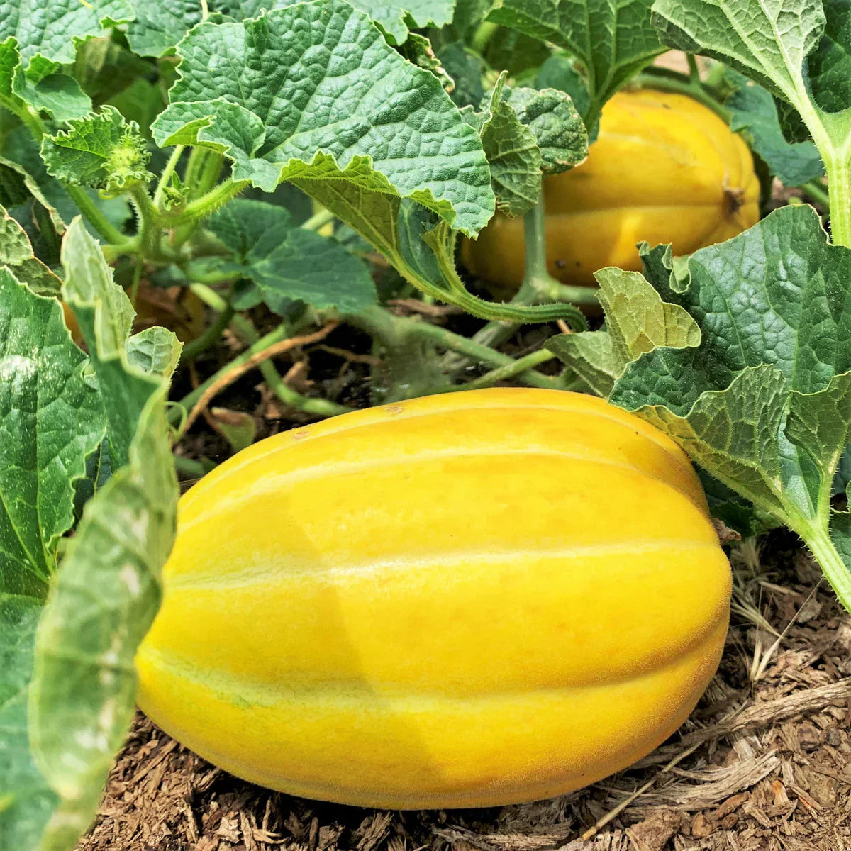 Freshly harvested Yellow Sweet Melons from garden