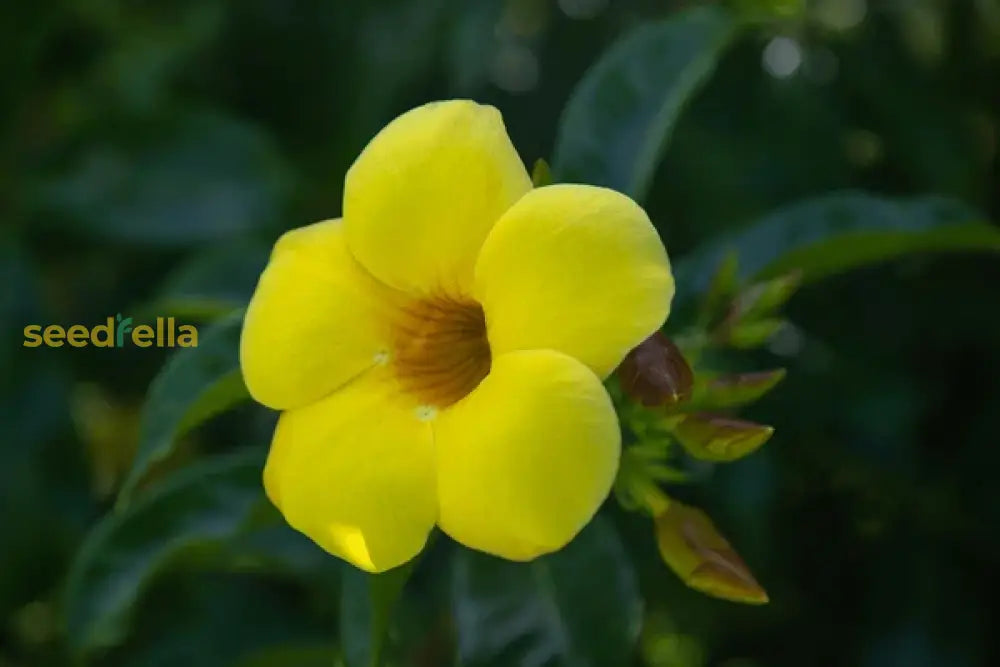 Yellow Thorowax Plant Seeds Planting Tips