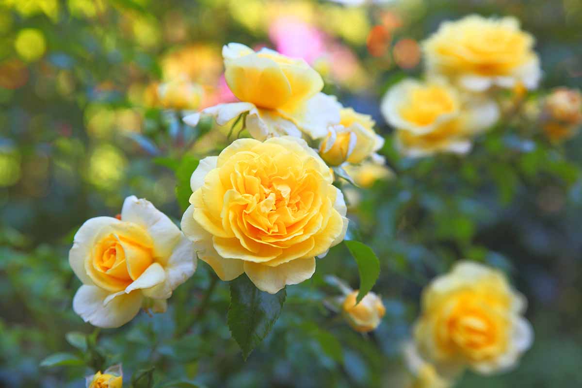 Yellow and White Rose plant in full bloom