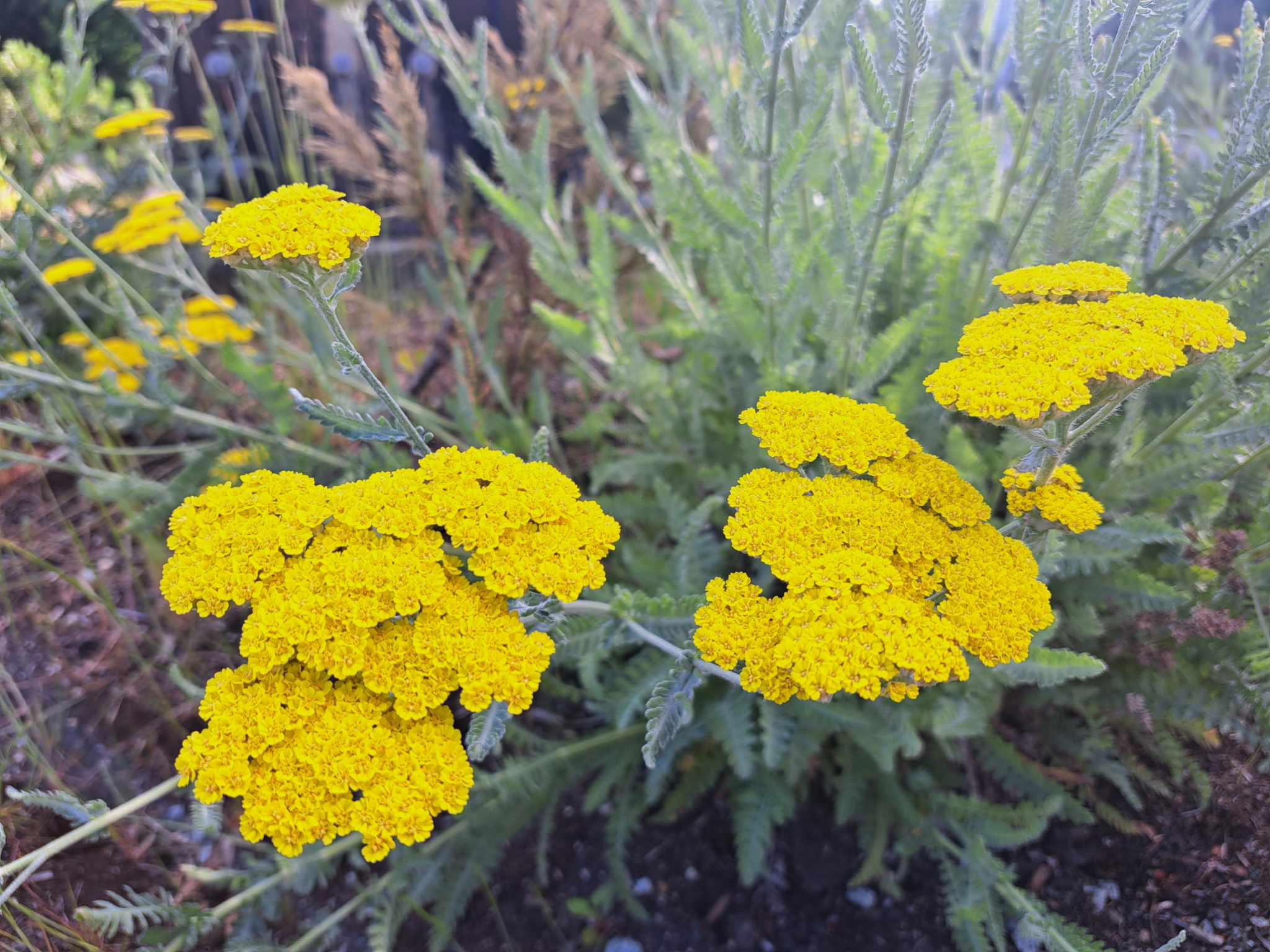 Yellow Yarrow Flower seeds for Planting - Seasonal Bloomer, Heirloom & GMO Free Seeds for Home Garden