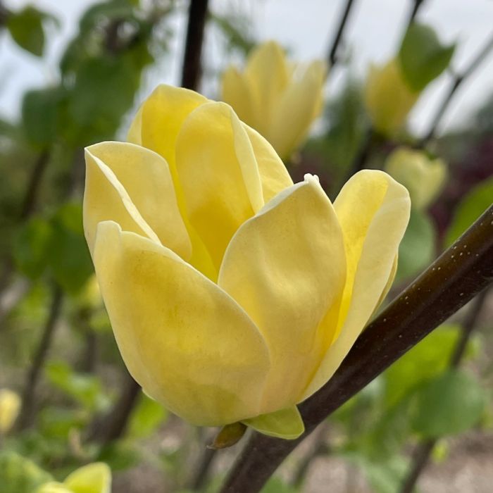 Yellow Magnolia Flower Seeds – Bright, Bold Yellow Magnolias for Ornamental Garden Beauty