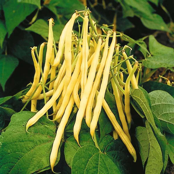 Heirloom Yellow Wax Bean Seeds for Planting  Grow Delicious Beans