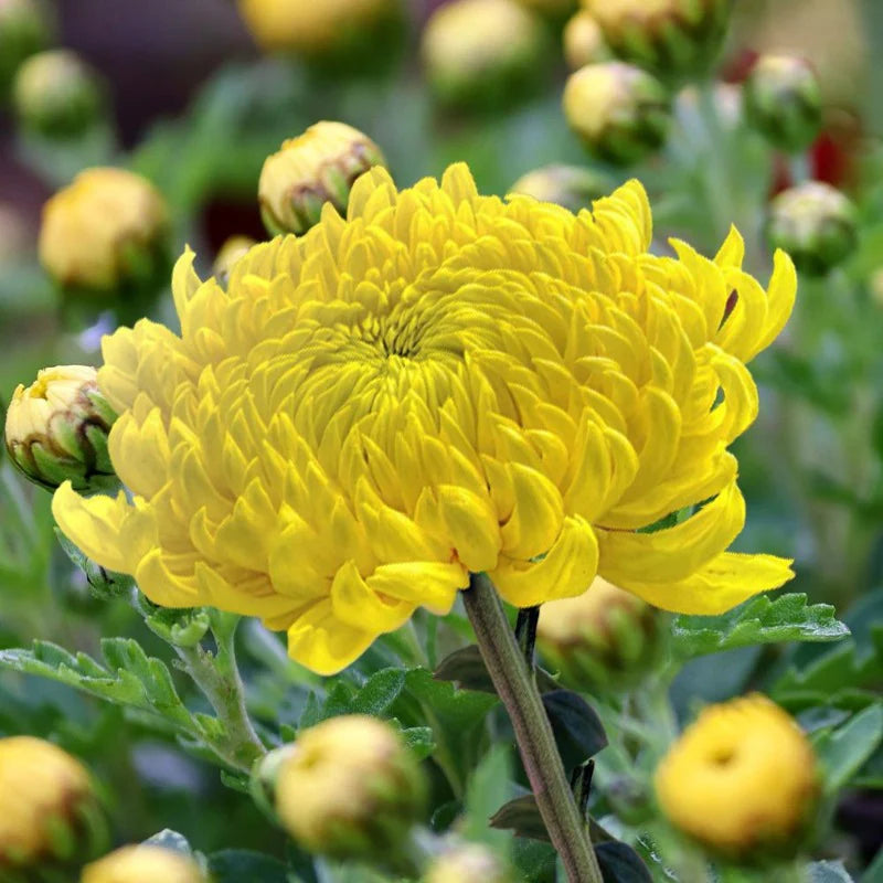 Light Yellow Aster Flower Seeds for Planting Bright Blooms Heirloom & GMO Free Seeds for Home Garden
 
 Sale