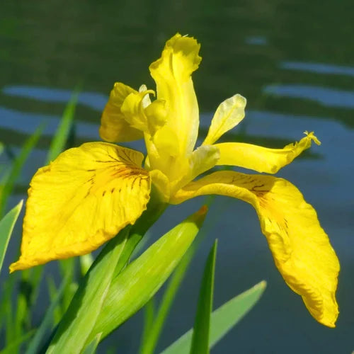 Bearded Flower seeds for Planting - Vibrant Colors, Heirloom & GMO Free Seeds for Home Garden