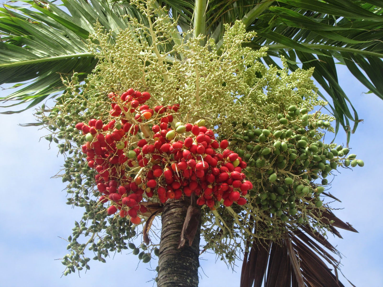 Veitchia Merrillii Fruit Seeds for Tropical Planting - Grow Your Own Majestic Palm