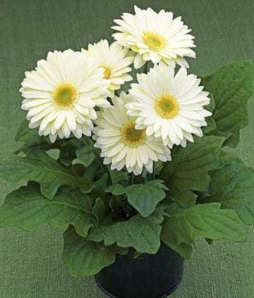 White Gerbera Vanilla Flower seeds for Planting - Garden Favorite, Heirloom & GMO Free Seeds for Home Garden