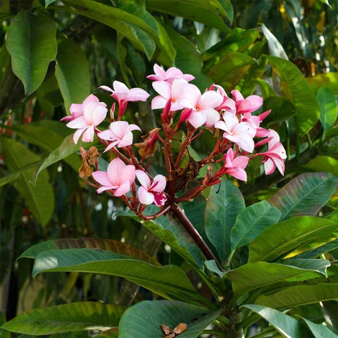 Light Pink Frangipani Flower seeds for Planting - Cut Flower Favorite, Heirloom & GMO Free Seeds for Home Garden