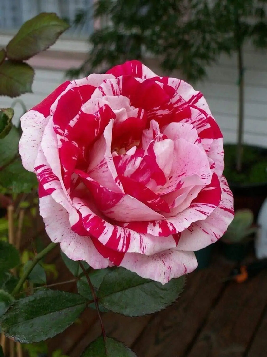 Pink White Stripe Rose Flower seeds for Planting - Colorful Display, Heirloom & GMO Free Seeds for Home Garden