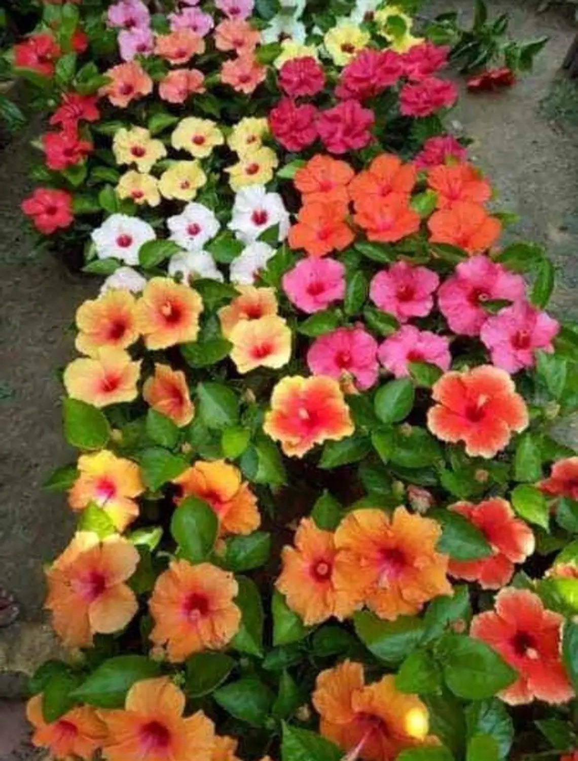 Multi-Colour Hibiscus Flower seeds for Planting - Compact Growth, Heirloom & GMO Free Seeds for Home Garden