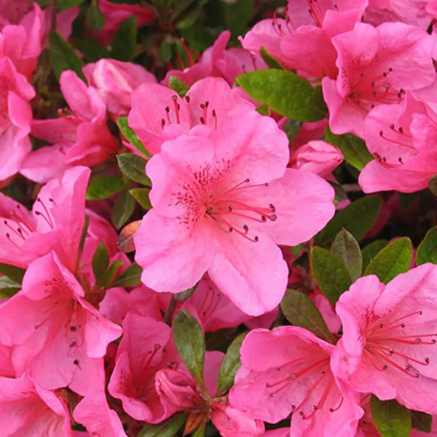 Pink Satsuki Azalea Flower seeds for Planting - Vibrant Colors, Heirloom & GMO Free Seeds for Home Garden