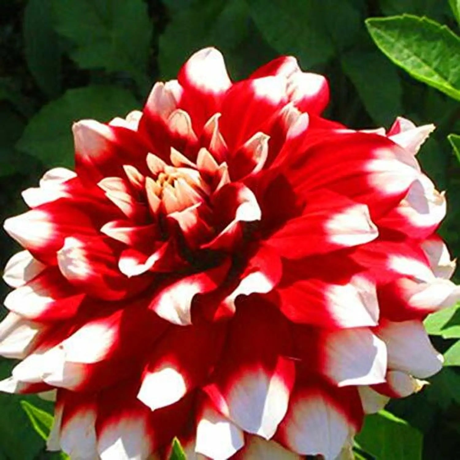 White and Red Chrysanthemum Flower seeds for Planting - Fragrant Blossoms, Heirloom & GMO Free Seeds for Home Garden
