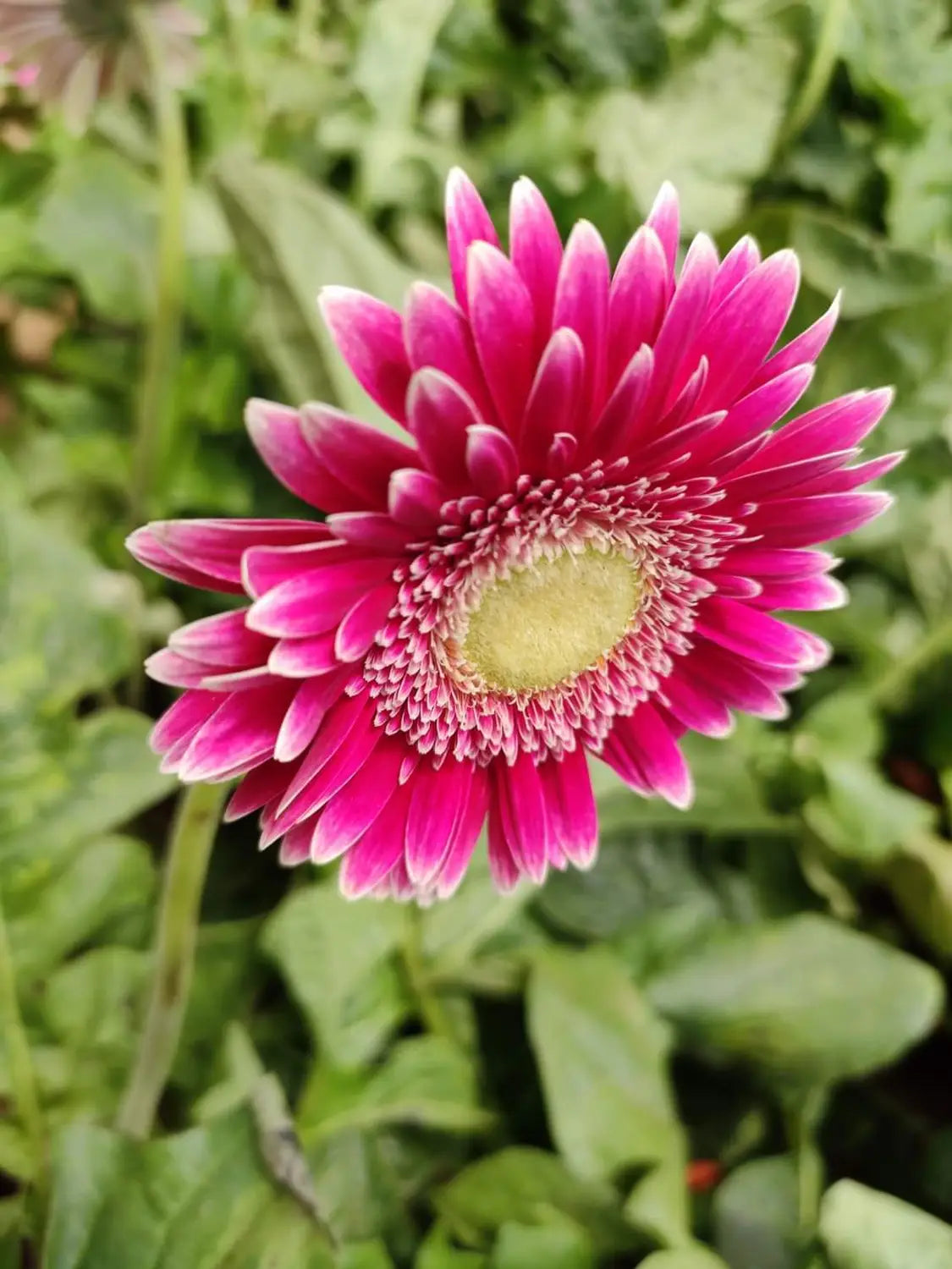 Pink Jamesonii Flower seeds for Planting - Sun Loving, Heirloom & GMO Free Seeds for Home Garden