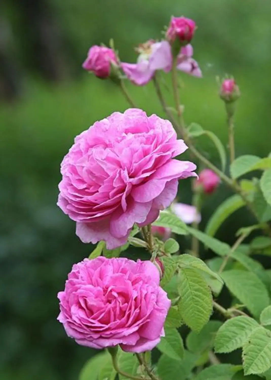Charles de Mills Flower seeds for Planting - Wildflower Mix, Heirloom & GMO Free Seeds for Home Garden