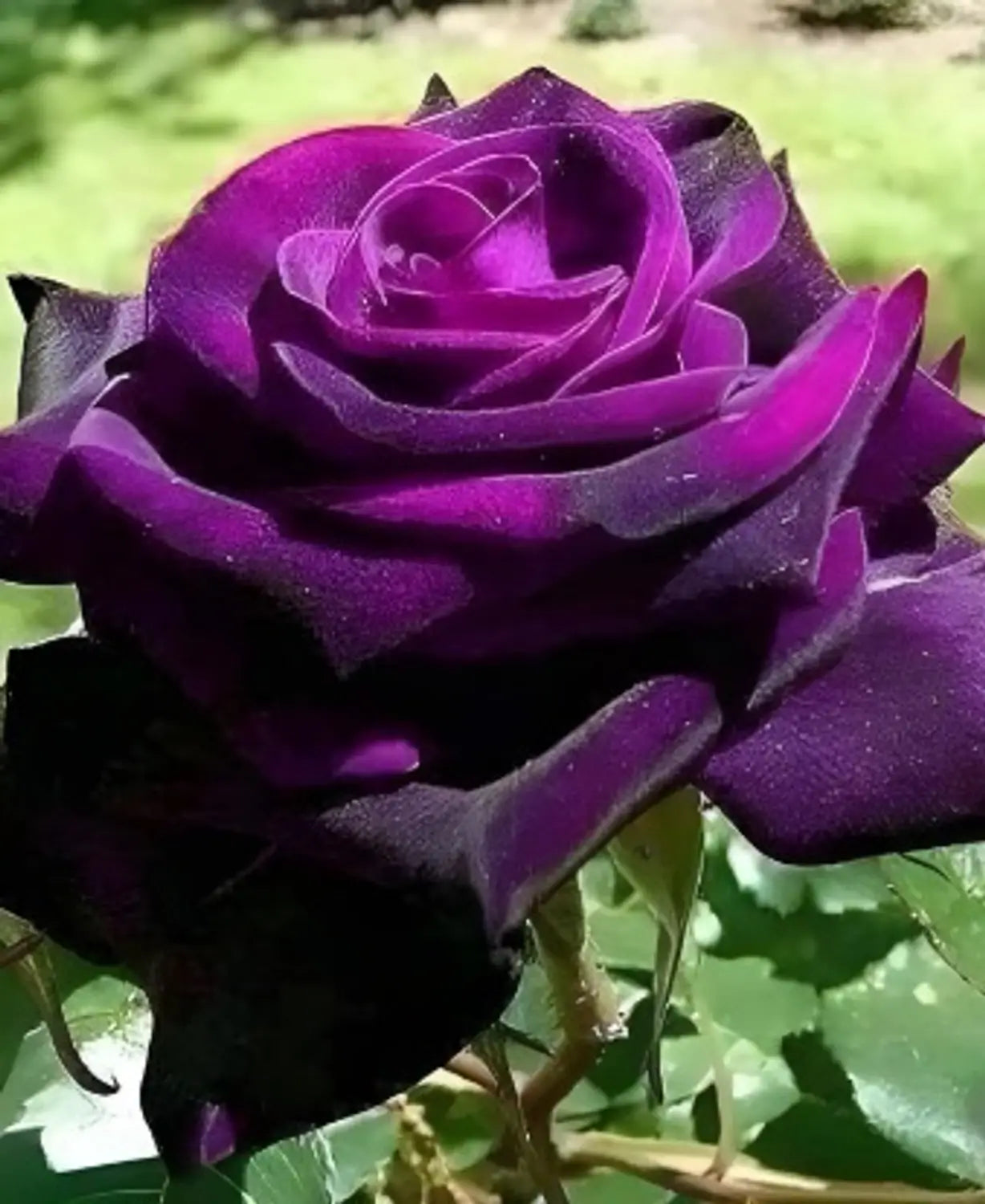 Purple Rose Flower seeds for Planting - Low Maintenance, Heirloom & GMO Free Seeds for Home Garden